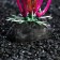 Artificial aquarium plant, 4 x 20 cm, pink