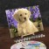 Picture on numbers on canvas with a subframe of Labrador Puppy, 40x30 cm
