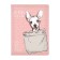 Universal diary for grades 1-11, 48 sheets, "pocket animals", solid cover, artificial leather, lies, tinted block