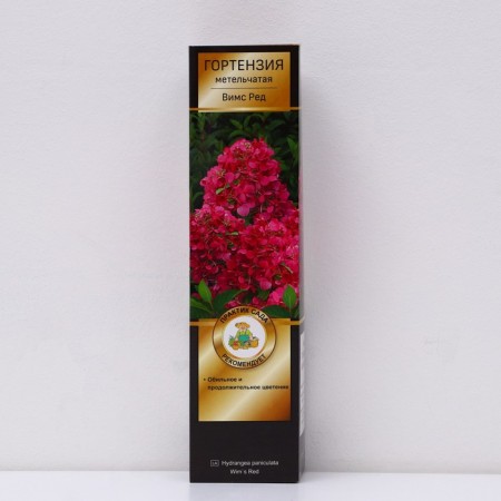 Hydrangea blizzard luxury "Red is very early college, since June", 1 pc, tube, spring 2025