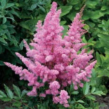 Astilba hybrid junik Cheriz, C1.5 pot, H10-50 height, 1 pc, summer 2024