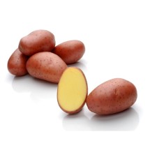 Seed potatoes 