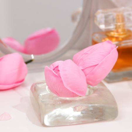 Soap tulip, pink-2