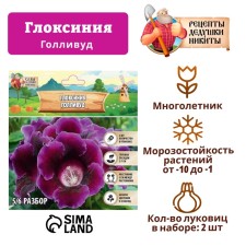 Gloxinia 