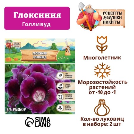Gloxinia "Hollywood", rr 5/6, 2 pcs
