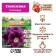 Gloxinia "Hollywood", rr 5/6, 2 pcs