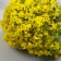 Artificial plant for creativity plastic "Yellow acacia" 9 cm