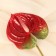 Artificial flowers "Anturium" 60 cm, red