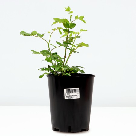 Rosa seedling "Lilac rain", pot C4 Summer 2024-1