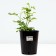 Rosa seedling "Lilac rain", pot C4 Summer 2024