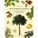 Outstanding trees that changed our life. Adams M.