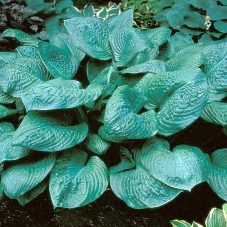 Host Hybrid Blue Ambrells, C3 Pot, H10-50 Height, 1 pc, Summer 2024