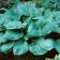 Host Hybrid Blue Ambrells, C3 Pot, H10-50 Height, 1 pc, Summer 2024