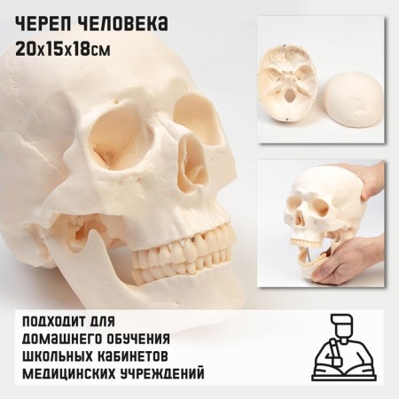 Model "Human Skull" 20*15*18cm