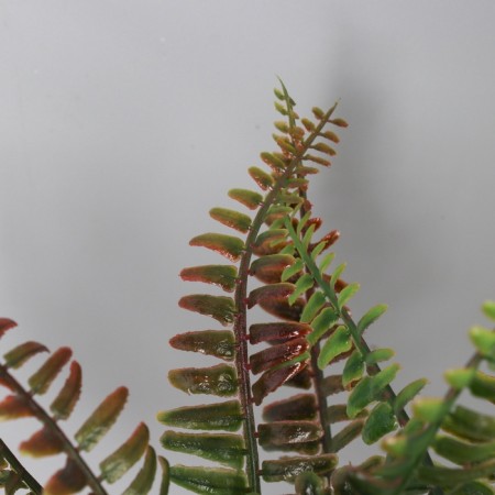Bonsai in the Pot "Nephrolepis Lady" 24x9 cm, mix-1