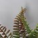 Bonsai in the Pot "Nephrolepis Lady" 24x9 cm, mix