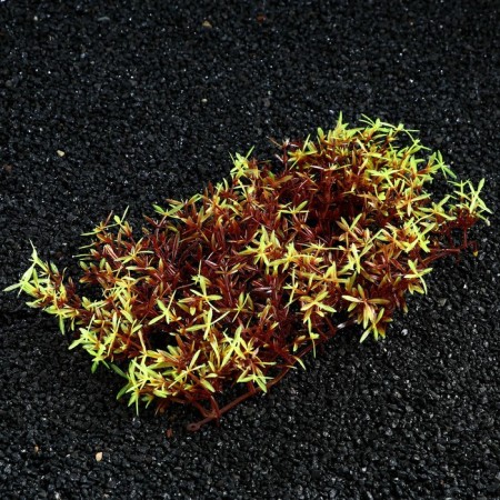Plant rug for aquarium, 23 x 12 x 5 cm, brown-yellow