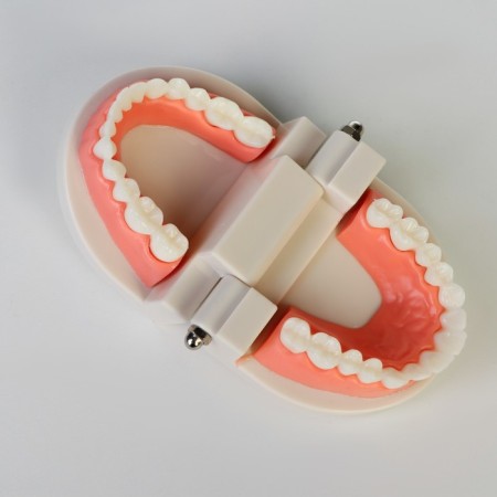 Model "Human Jaw" 8*8*5cm-4