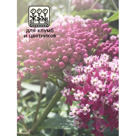 Carmin pink Carmin pink seeds, 0.03 g-2