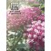 Carmin pink Carmin pink seeds, 0.03 g