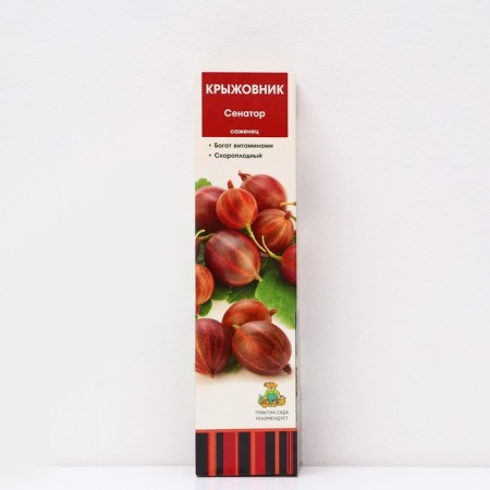 Gooseberry "Senator", 1 pc, tube, spring 2025