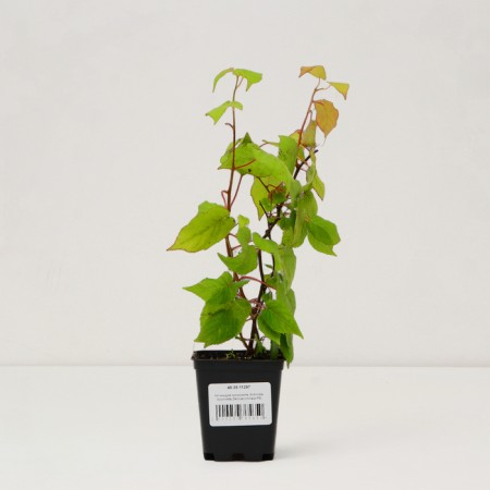 Saphenet Actinidia Kolomikt "Zemlianichnaia", P9 pot, summer 2024-2