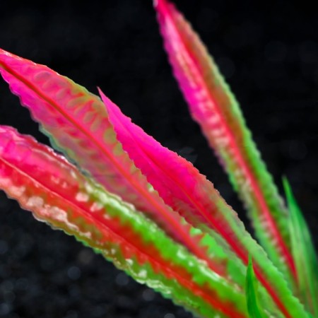 Artificial aquarium plant, 4 x 20 cm, pink-1