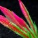 Artificial aquarium plant, 4 x 20 cm, pink
