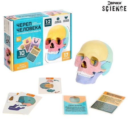 Set for experiments "Human Skull", anatomical model-5