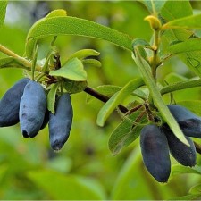 Саженец Жимолость Югана, Горшок P9, Лето 2024