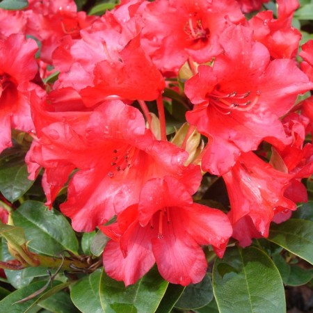 Rhododendron creeping "Scarlet Vond", tube, 1 pc, spring 2025