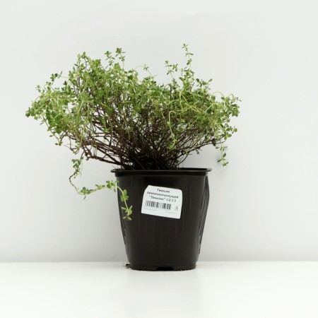 Timyan lemon -smelling "lemon", pot C3, 1 pc, spring 2024-2