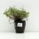 Timyan lemon -smelling "lemon", pot C3, 1 pc, spring 2024