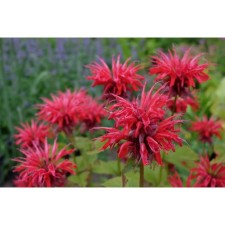 Monard hybrid gadenveu Scarlet, pot C2, 1 pc, summer 2024
