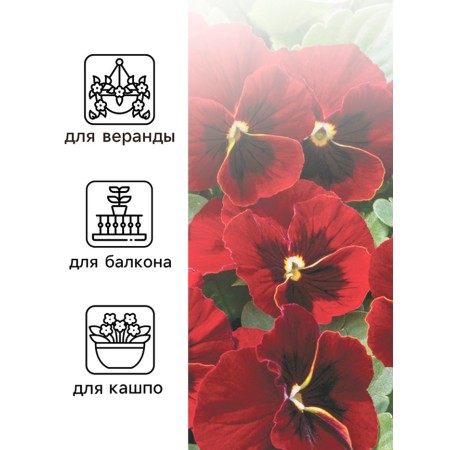 Viola seeds "Red wine", 0.1 g-2