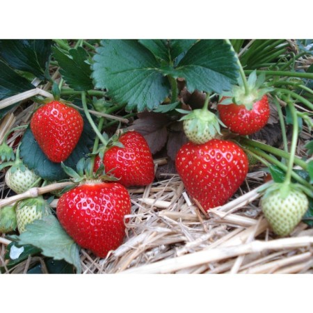 Strawberry Gardener Manille, P9 Pot, 1 pc, Summer 2024