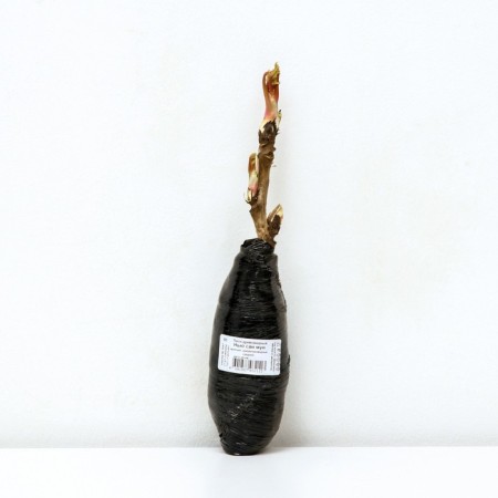 Pion tree pion (vaccinated for grassy) "New San Moon" 1 pc, tube, spring 2025-2
