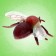 Set of insects "Forest", 5 pieces