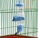 Drill for rodents "Pijon", 125 ml, blue