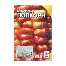 Corn seeds 