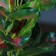 Aquarium plant "In a pot", 31 x 23 x 19 cm