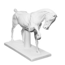 Anatomical gypsum figure: horse (anatomical horse), 21 x 59 x 43 cm