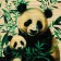 Qinovka Makis for the preparation of land and rolls "Panda", 22 x 24 cm