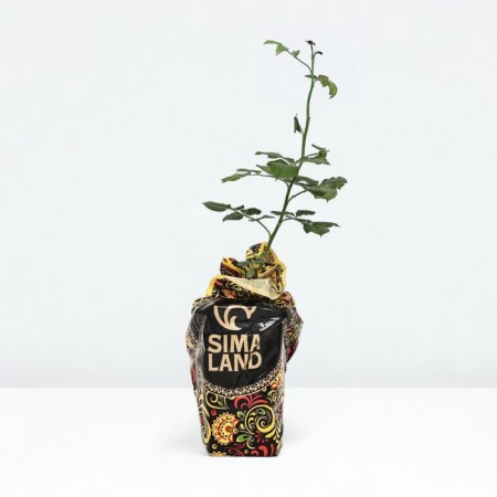 Seedling rose Astrid Countess von Hardenberg, Shrab-Rosa, pot 2 l., Summer 2024