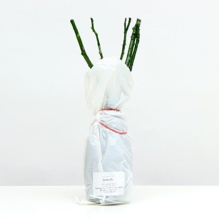 Seedling Rosa Klaimber (climbing) SITSED, 1 pc, spring 2024-3