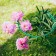 Builder for flowers, d = 40 cm, h = 80 cm, leg d = 1 cm, metal, green