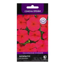 Catarantus Casanova Catarantus Seeds, 10pcs