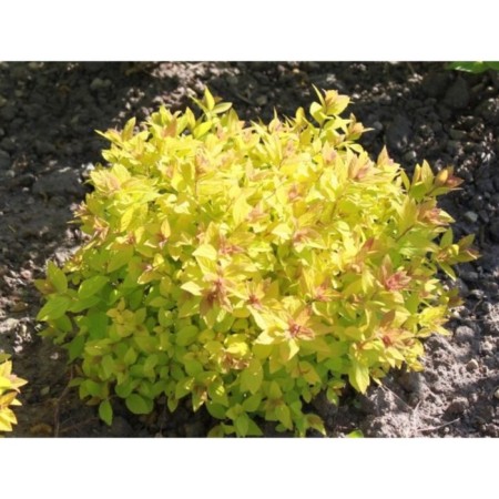 Spirea Japanese Golden Carpet, C2 pot, H10-50 height, 1 pc, summer 2024