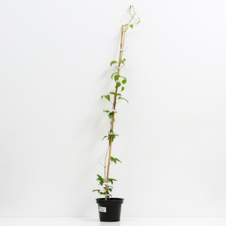 Clematis large-flowered yukiokoshi, C2 pot, H20-40 height, 1 pc, summer 2024-1