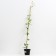 Clematis large-flowered yukiokoshi, C2 pot, H20-40 height, 1 pc, summer 2024